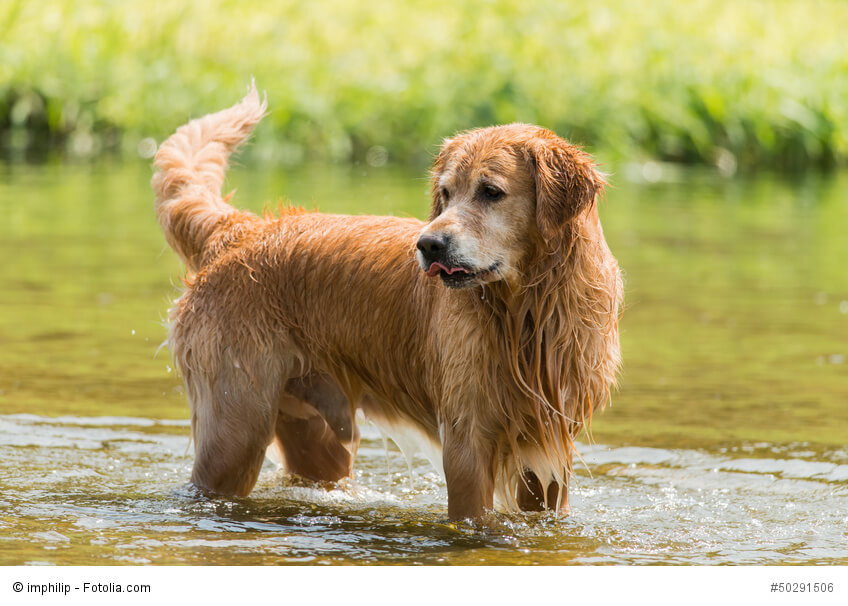 Golden Retriever lieben Wasser.