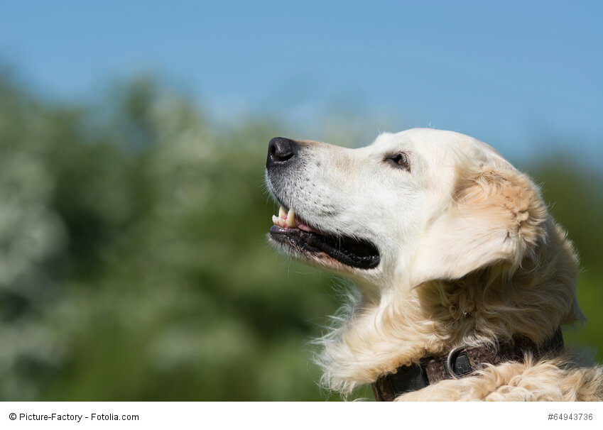 Golden Retriever sind sehr intelligente und umgängliche Hunde.