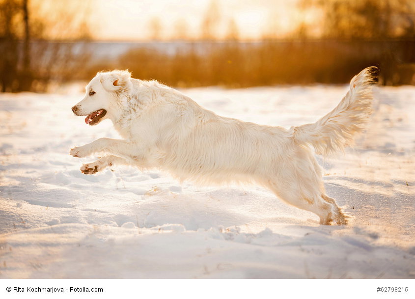 Golden Retriever sind wetterfest und tollen gerne im Schnee.