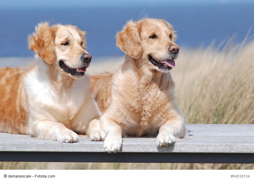 Bei Golden Retrievern musst du im Sommer am Strand aufpassen, dass es ihnen nicht zu warm wird.