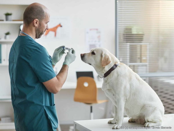 Was bedeutet GOT? — Die Gebührenordnung für Tierärzte einfach erklärt