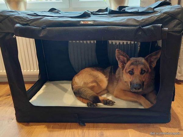 Kaufratgeber: Die beste faltbare Hundebox