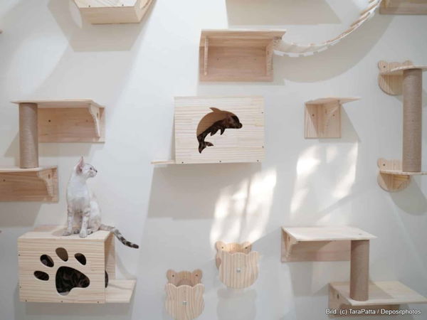 Kaufratgeber: Die beste Kletterwand für Katzen