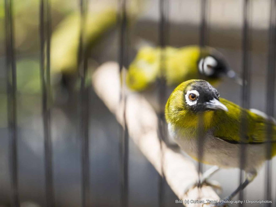 Kaufratgeber: Der beste Vogelkäfig
