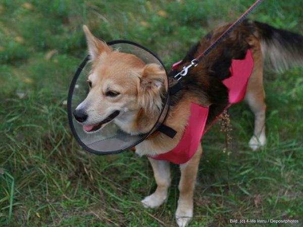 Kaufratgeber: Die beste Halskrause für den Hund