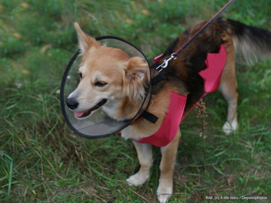 Kaufratgeber: Die beste Halskrause für den Hund