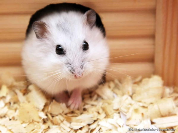 Kaufratgeber: Der beste Hamsterkäfig