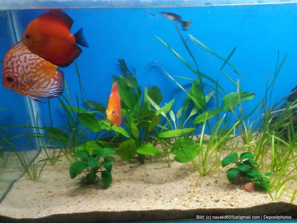 Kaufratgeber: Der beste Aquarium-Sand