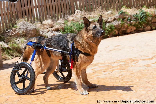 Hilfsmittel für Hunde - ein Überblick