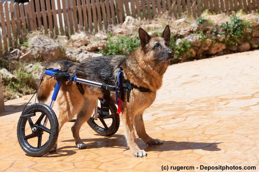 Hilfsmittel für Hunde - ein Überblick
