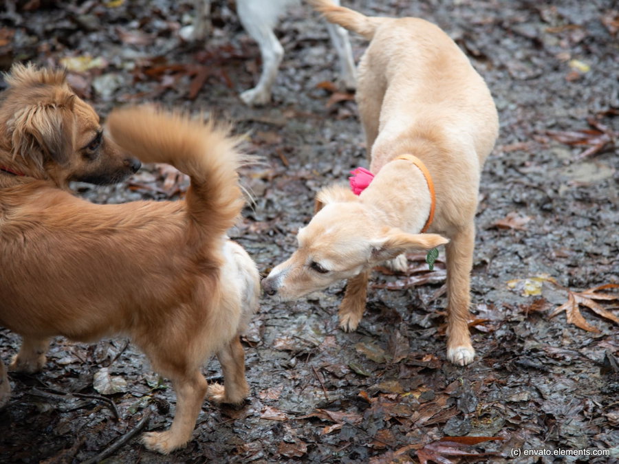 Warum riechen Hunde an menschlichen Genitalien?