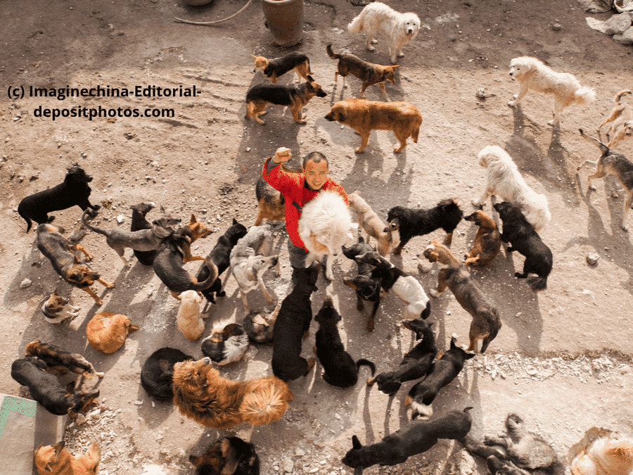 In diesem Land leben die meisten Hunde