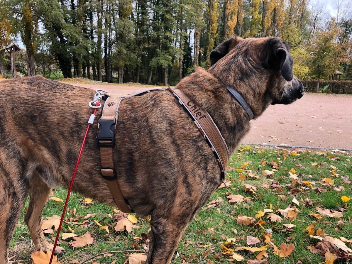 Unser Testhund Chief hatte mit der Hofleine viel Freiheit auf dem Campingplatz.