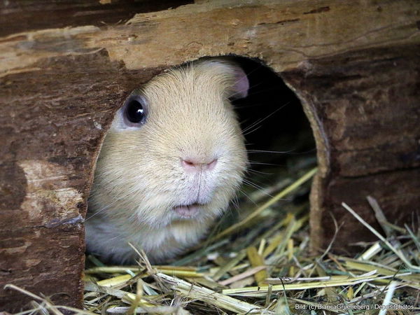 Kaufratgeber: Das beste Meerschweinchen Zubehör