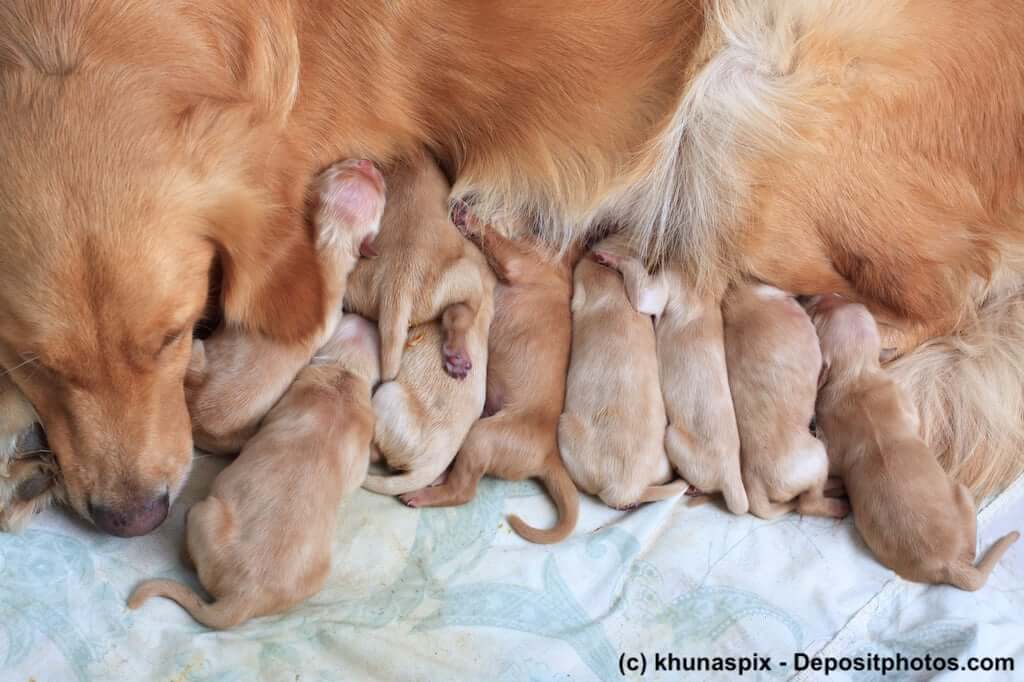 Golden Retriever Hündin mit 9 Welpen