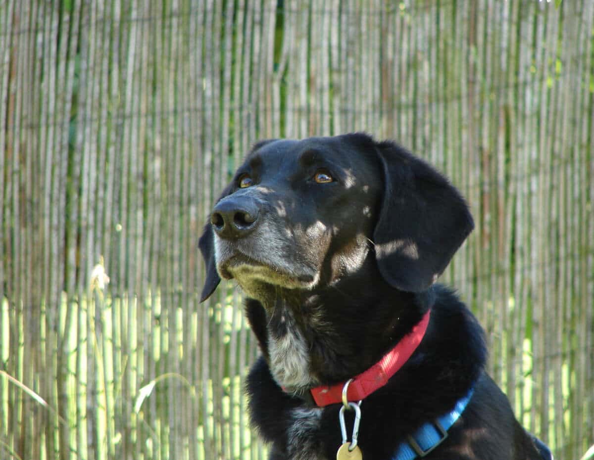 Profilfoto eines braunen Jagdhund-Retriever-Mischlings