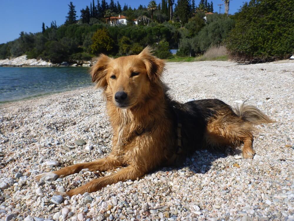 Mischlingshund an einem Kiesstrand