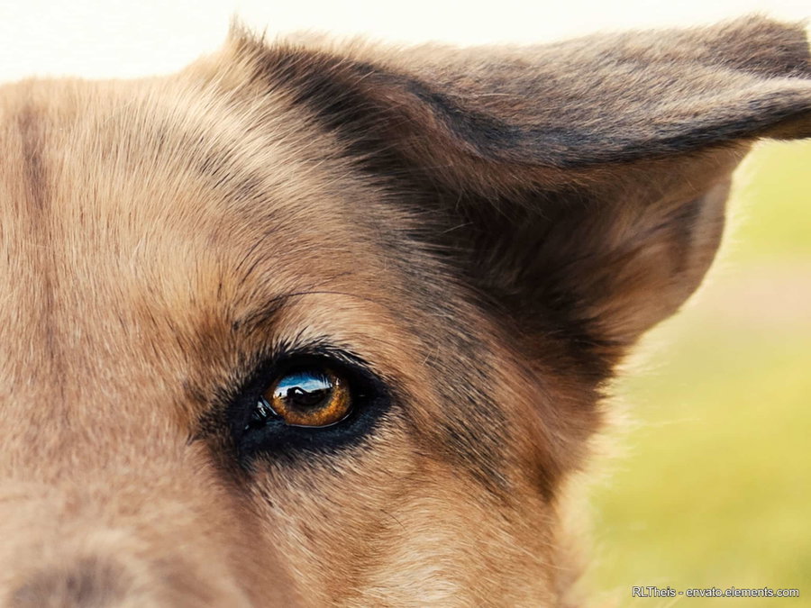 Wie sehen Hunde die Welt? Das Geheimnis ihrer Sichtweise enthüllt!