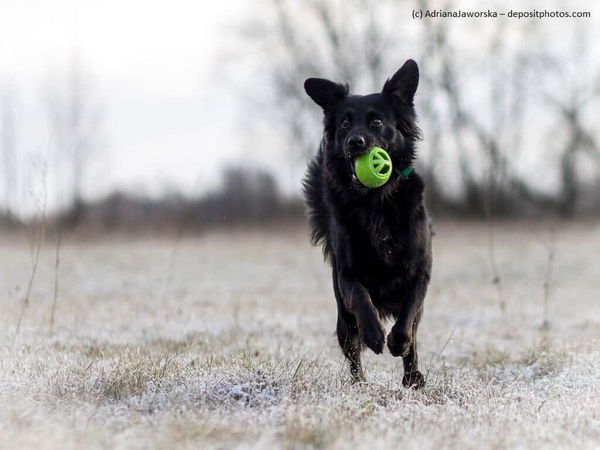 Kaufratgeber: Das beste Wurfspielzeug für deinen Hund