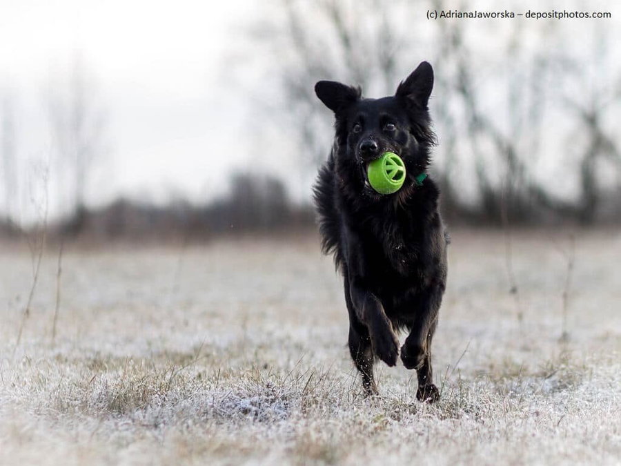 Kaufratgeber: Das beste Wurfspielzeug für deinen Hund
