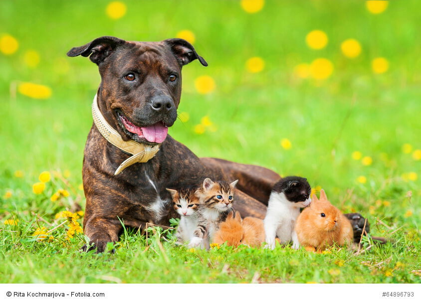 American Staffordshire Terrier mit Kätzchen und Häschen