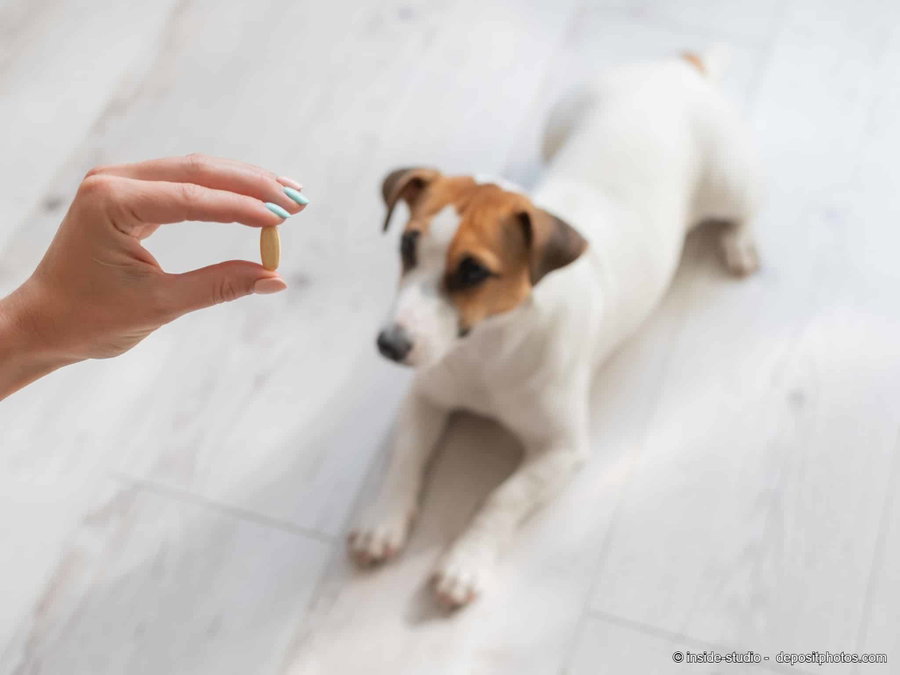 Wurmkur-Geheimnis gelüftet: Die schockierende Wahrheit, wie oft Hunde wirklich entwurmt werden müssen!