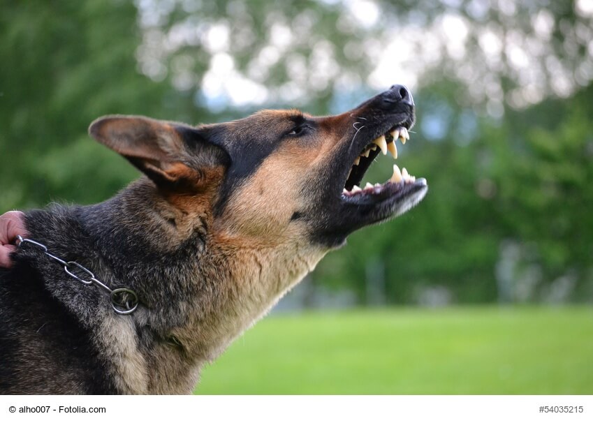 Seitliches Profil von bellendem Schaeferhund