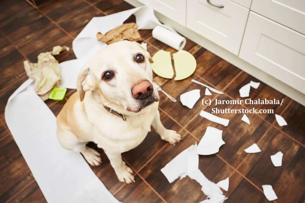Ein Hund sitzt ängstlich schauend inmitten im Chaos
