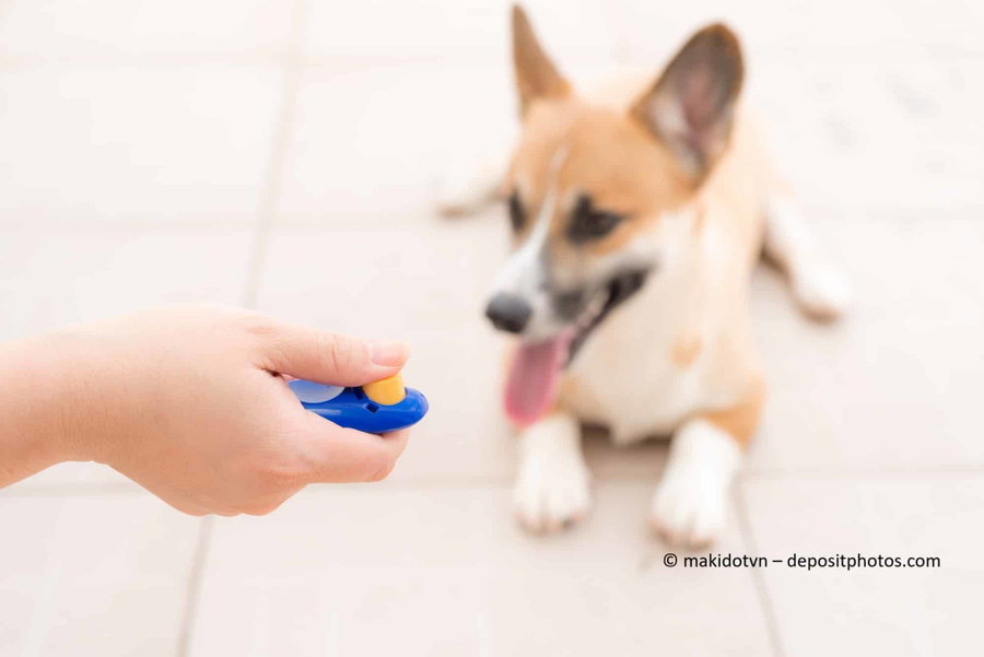 Kaufratgeber: Der beste Clicker für Hunde