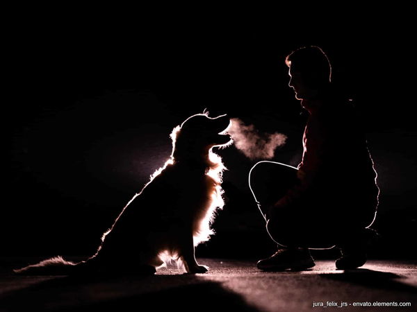 Sicherheit im Dunkeln: Vier unverzichtbare Gadgets, die deinen Hund nachts sichtbar machen