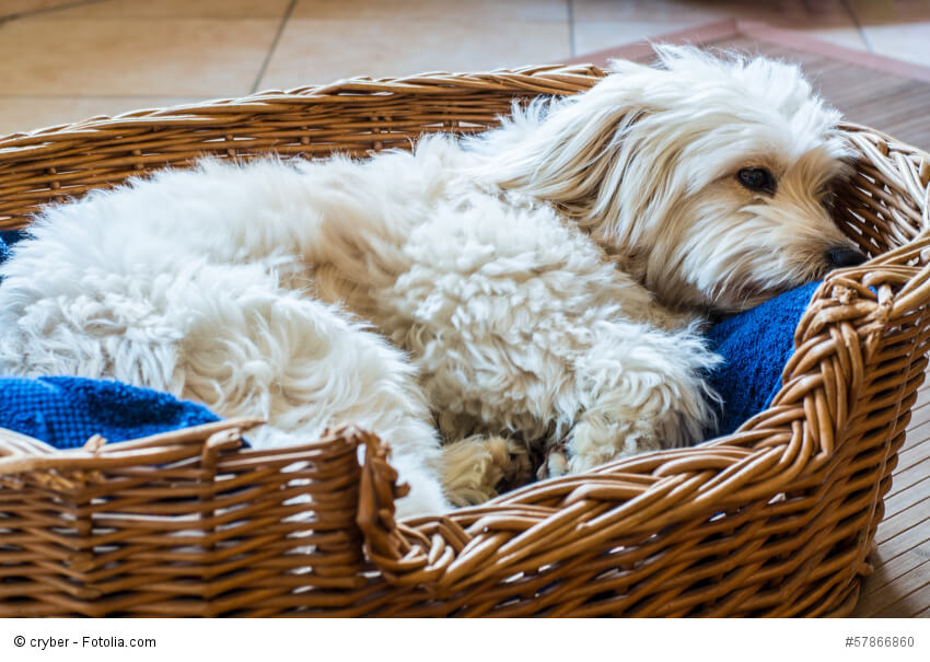 Weißer Hund liegt entspannt in seinem Körbchen.