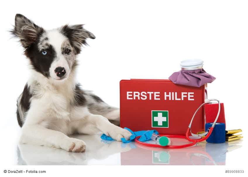 Erste Hilfe beim Hund - eine Übersicht