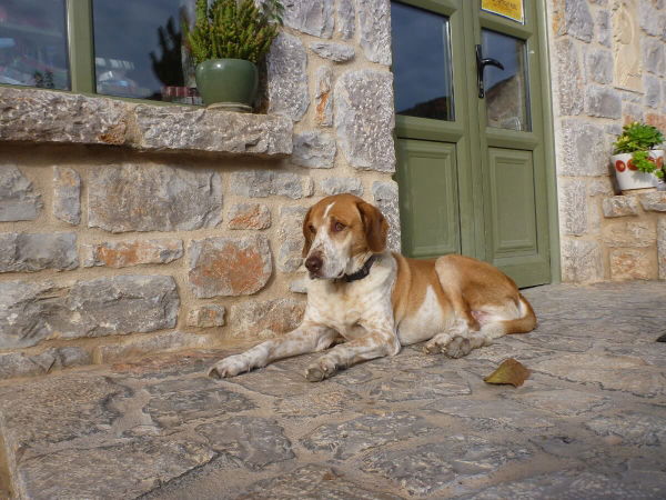 Warum fiept mein Hund?
