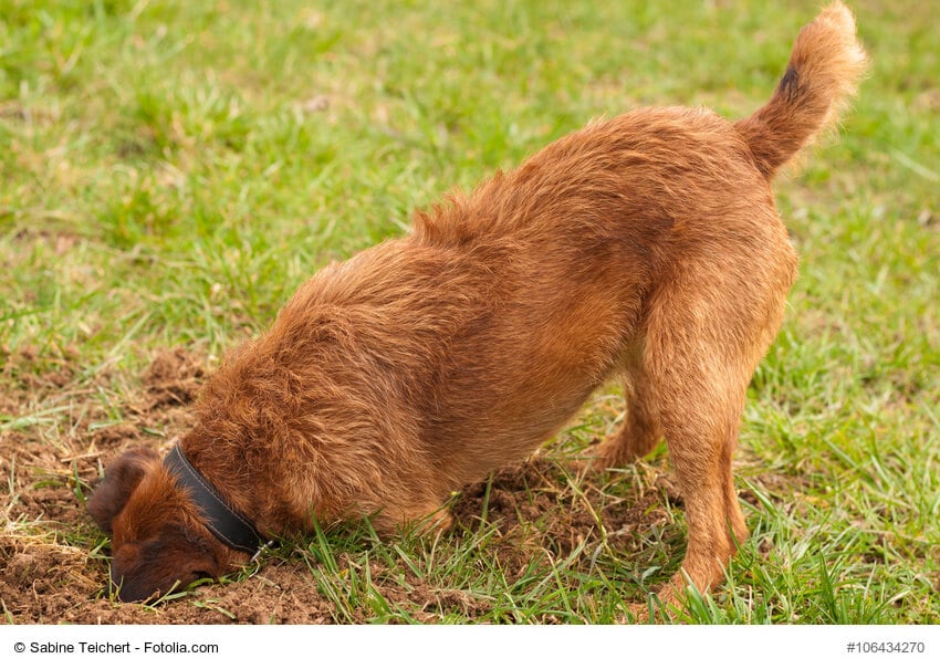 Ein Hund steckt mit dem Kopf in einem Mauseloch