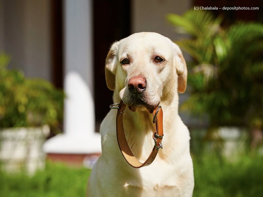 Kaufratgeber: Das beste Hundehalsband