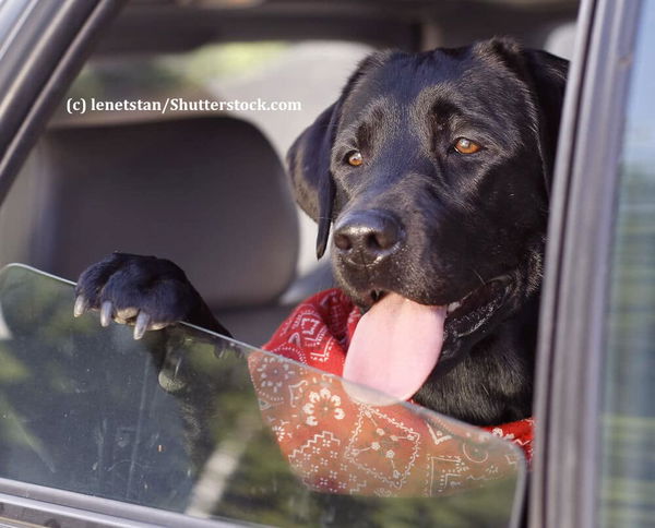 Wann kann mein Hund im Auto bleiben?