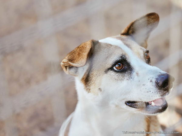 Stress mit dem Hund? Das ist der sicherste Hundezaun beim Camping!
