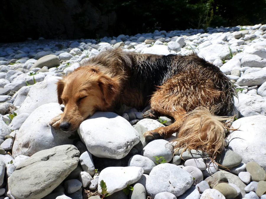 Erste Hilfe beim Hund bei Hitzschlag und Sonnenstich