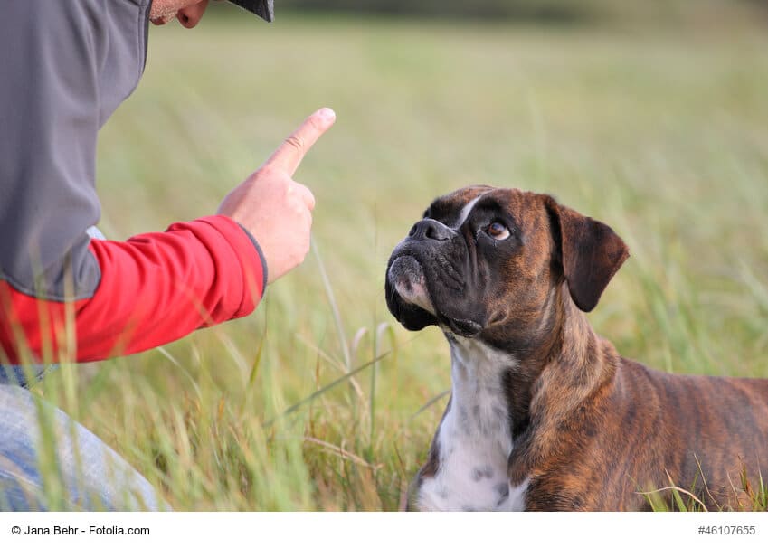 Ein Boxer schaut aufmerksam auf den erhobenen Zeigefinger seines Herrchen