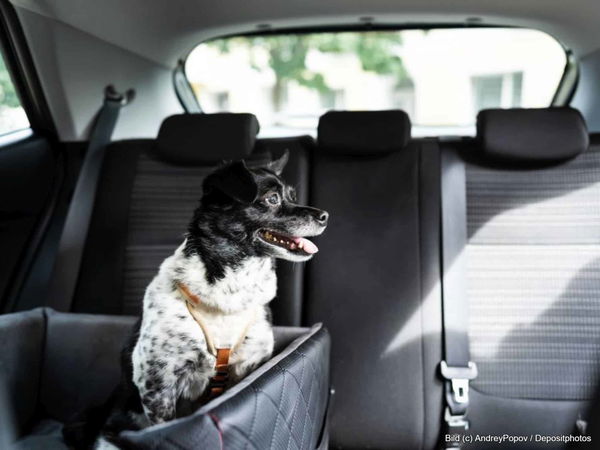 Kaufratgeber: Der beste Hundesitz für das Auto
