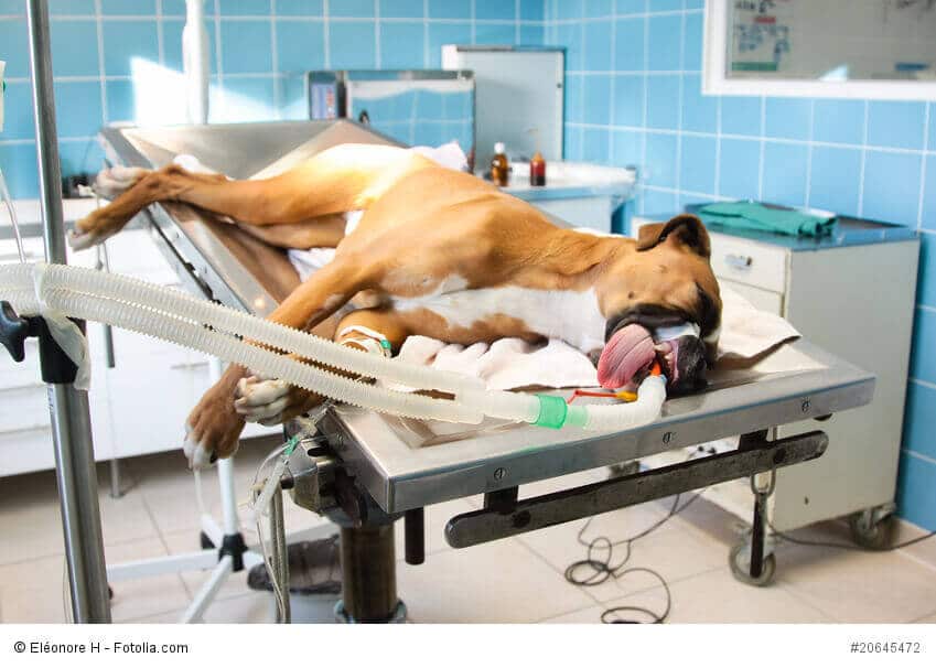 Ein Hund in einem OP-Saal auf einer Liege