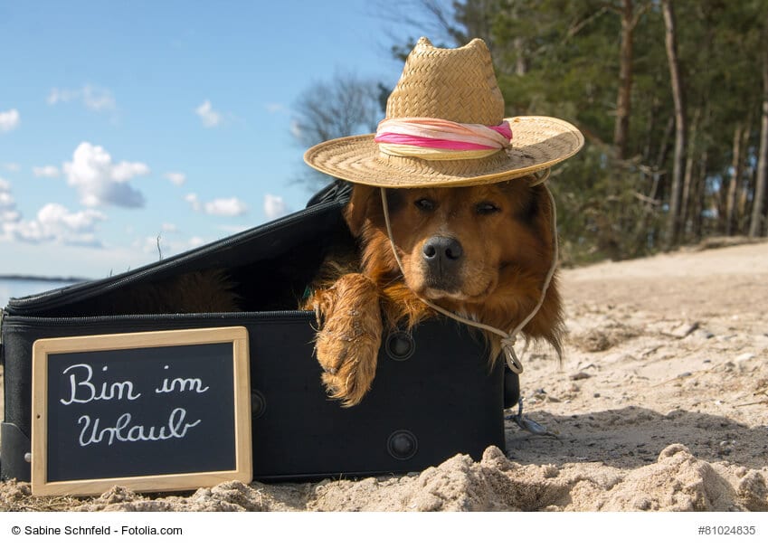 Hund liegt in einem Koffer am Strand und trÀgt einen Sonnenhut