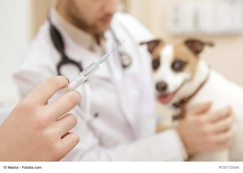 Aufgezogene Spritze vor einem Hund beim Tierarzt