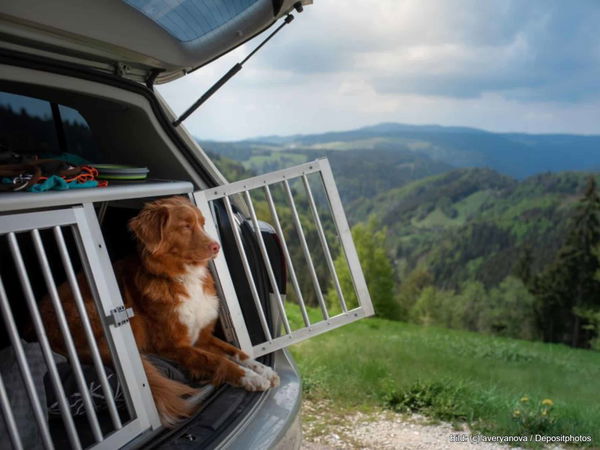 Kaufratgeber: Die beste Hundebox aus Alu für eine sichere Fahrt im Auto