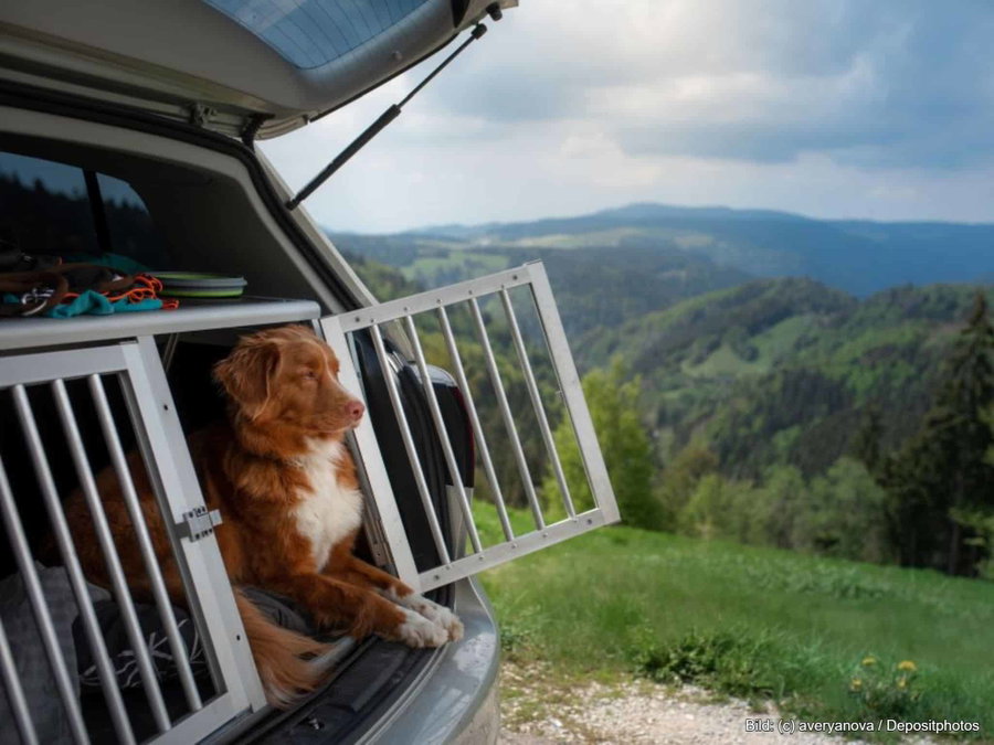 Kaufratgeber: Die beste Hundebox aus Alu für eine sichere Fahrt im Auto