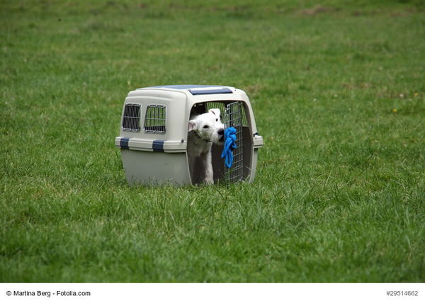 Hundetransportbox - ein Vergleich der Möglichkeiten