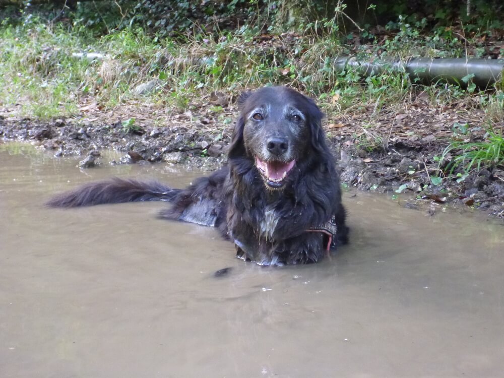Schwarzer Hund liegt in Pfütze