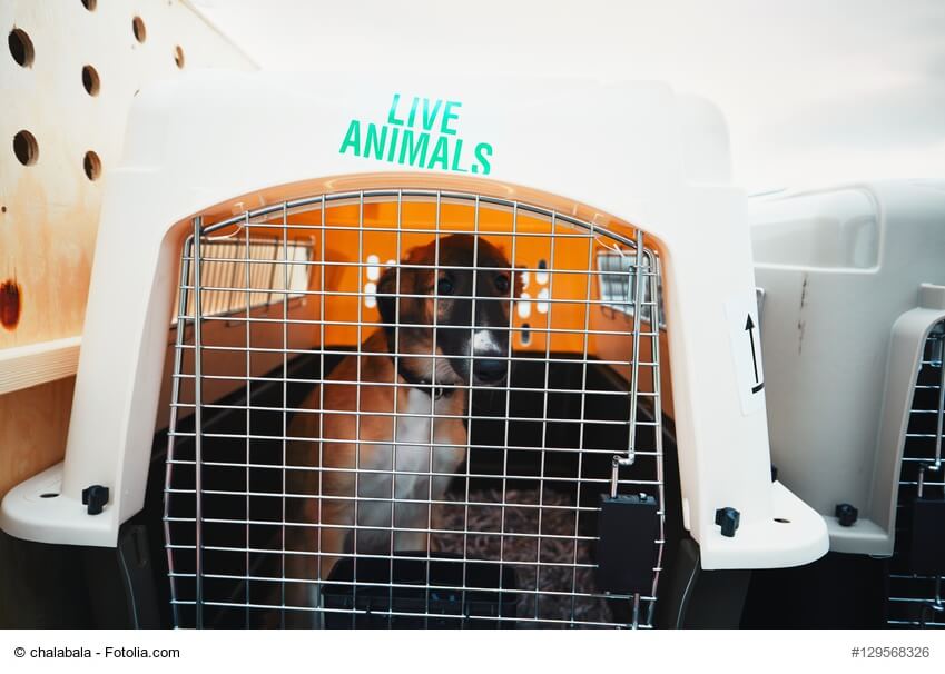 Hund sitzt in einer großen Box