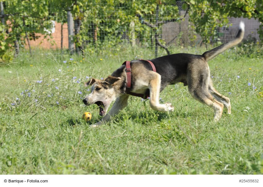 Ein Hund schnappt nach einem Ball