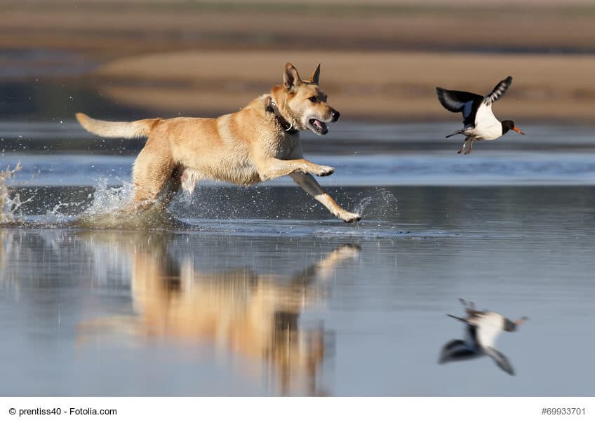 Jagdtrieb beim Hund